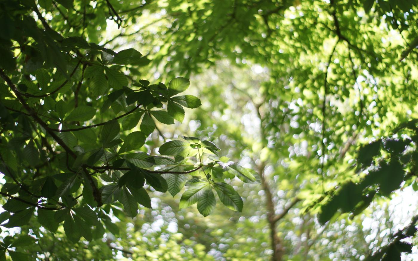 green leaf tree during daytime by Cam James courtesy of Unsplash.