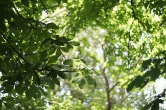 green leaf tree during daytime by Cam James courtesy of Unsplash.